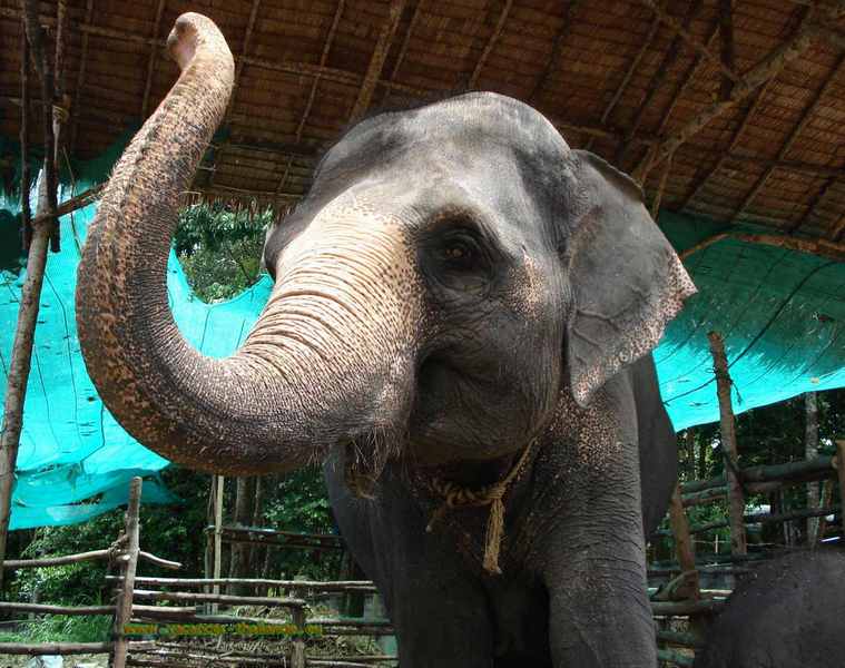 elephant thai for customer koh samui thailand